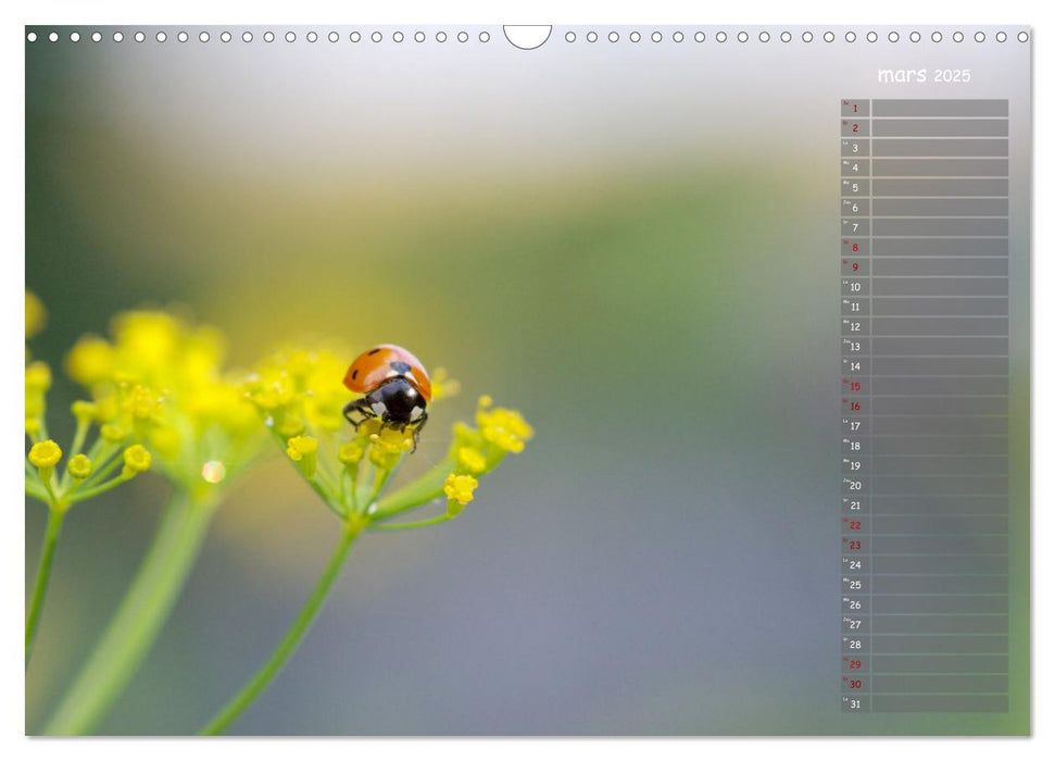 Coccinelles rouges à points noirs (CALVENDO Calendrier mensuel 2025)