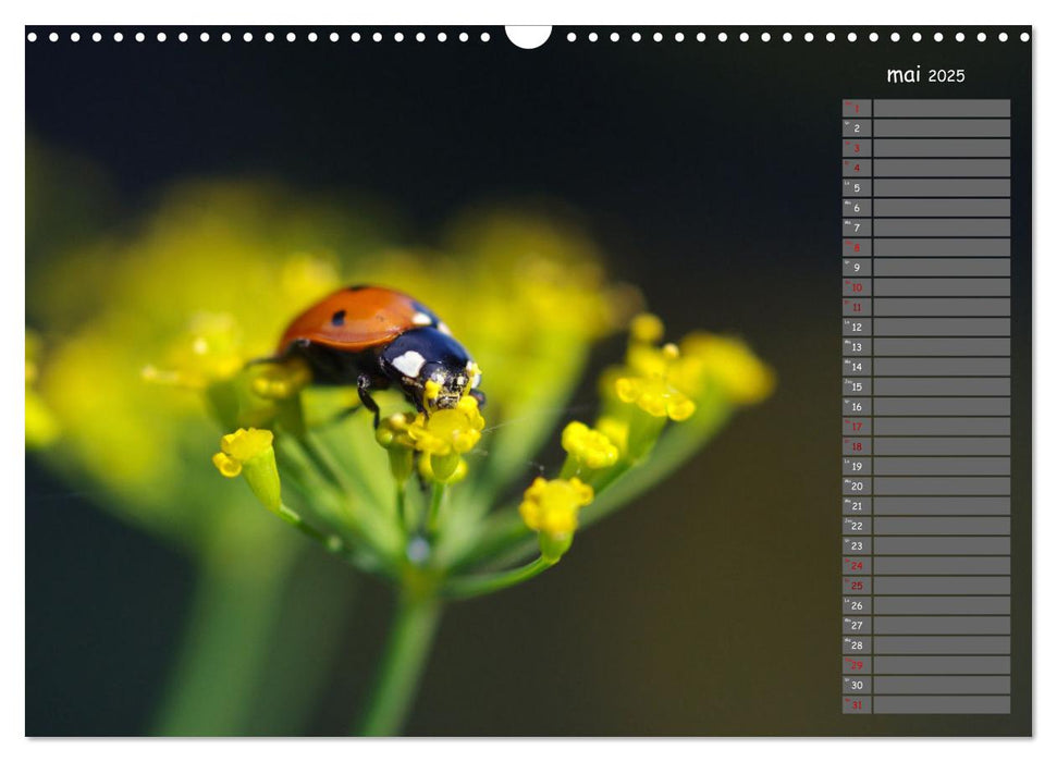 Coccinelles rouges à points noirs (CALVENDO Calendrier mensuel 2025)