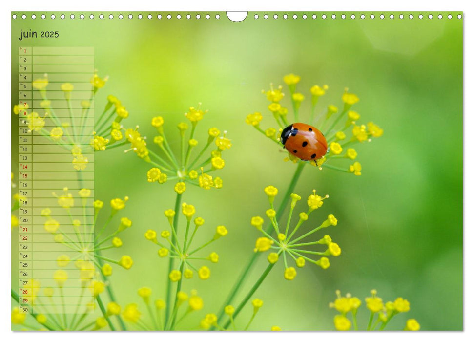 Coccinelles rouges à points noirs (CALVENDO Calendrier mensuel 2025)