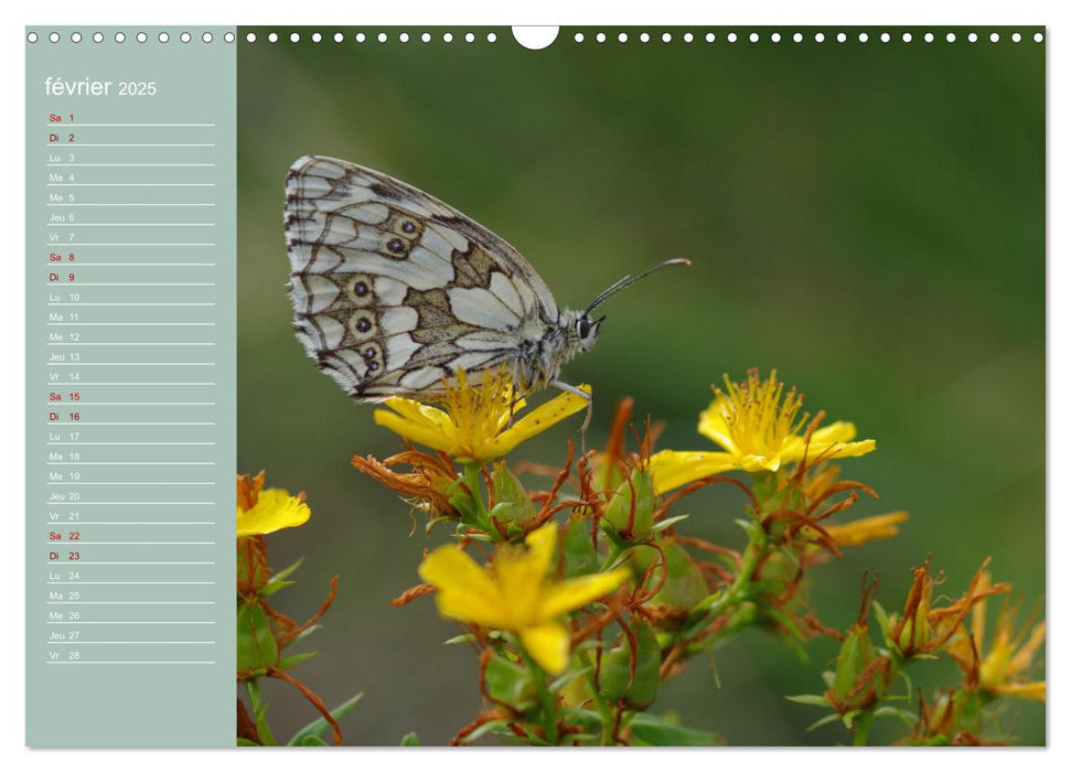 Merveilleux papillons (CALVENDO Calendrier mensuel 2025)