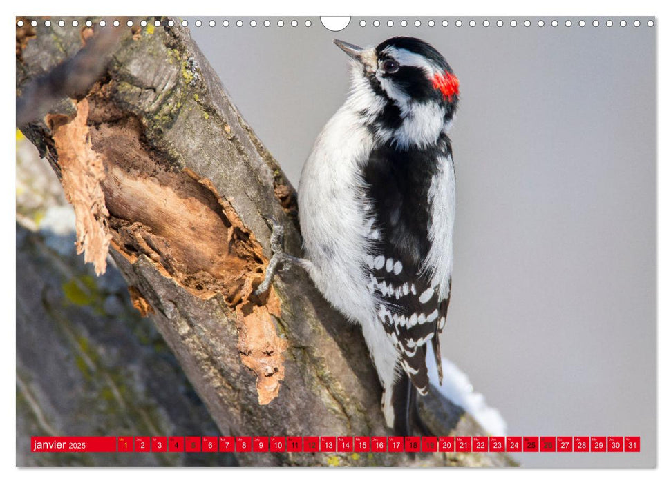 LA FORÊT DES PICS (CALVENDO Calendrier mensuel 2025)