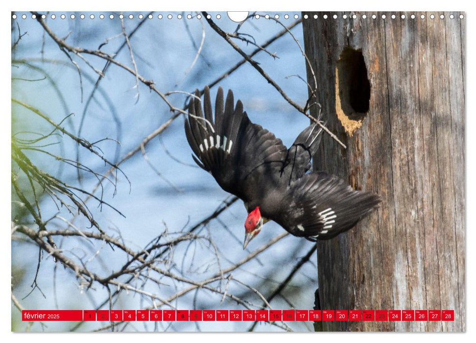 LA FORÊT DES PICS (CALVENDO Calendrier mensuel 2025)