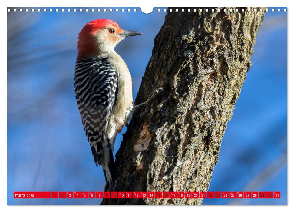 LA FORÊT DES PICS (CALVENDO Calendrier mensuel 2025)