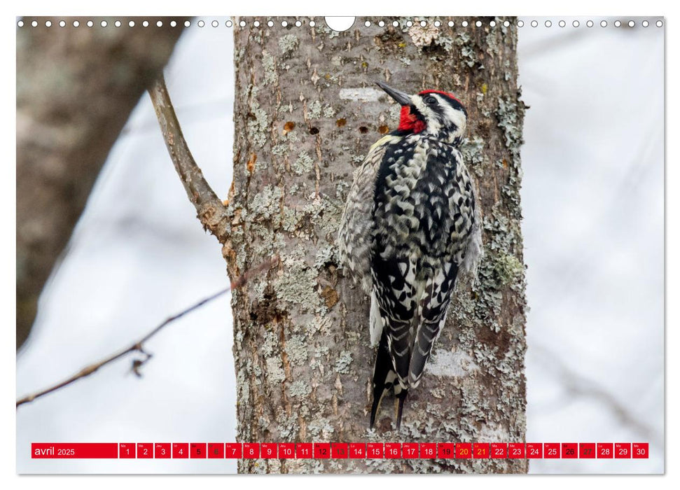 LA FORÊT DES PICS (CALVENDO Calendrier mensuel 2025)