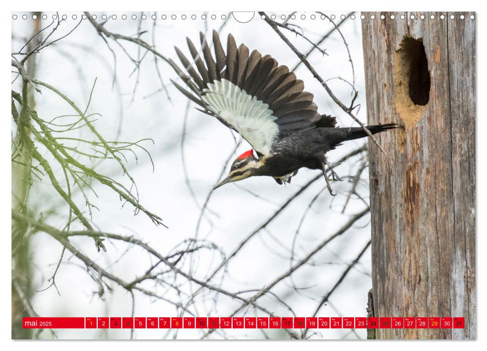 LA FORÊT DES PICS (CALVENDO Calendrier mensuel 2025)