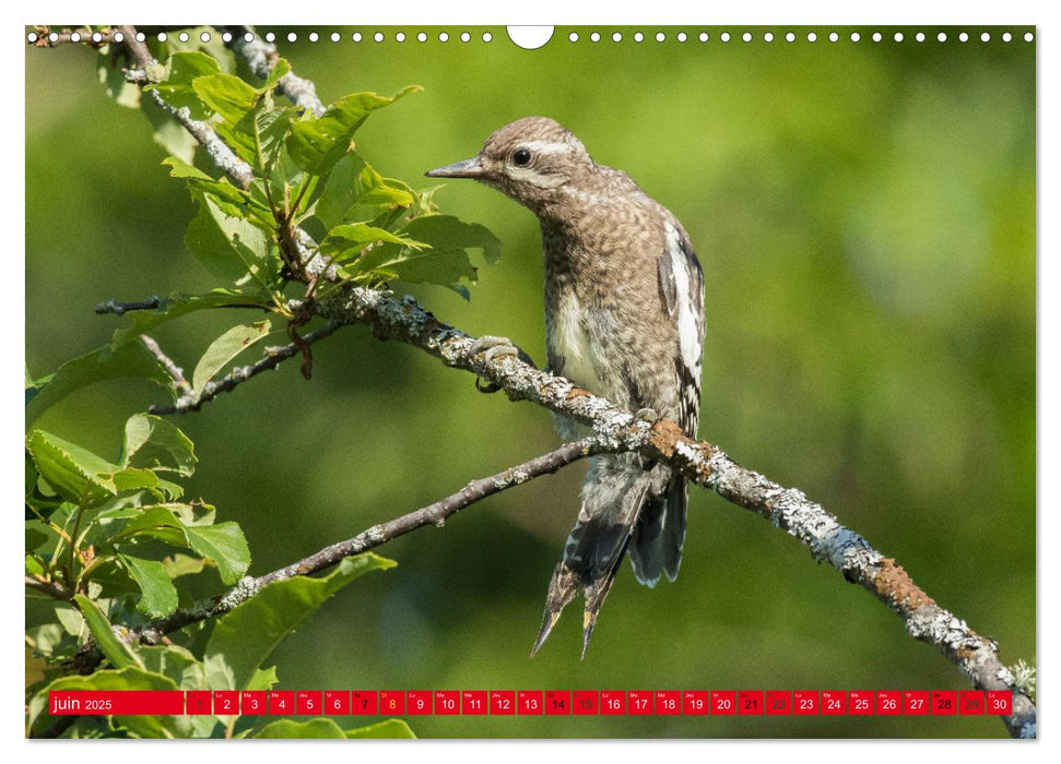 LA FORÊT DES PICS (CALVENDO Calendrier mensuel 2025)