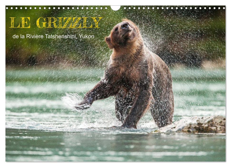 LE GRIZZLY de la Rivière Tatshenshini. Yukon (CALVENDO Calendrier mensuel 2025)