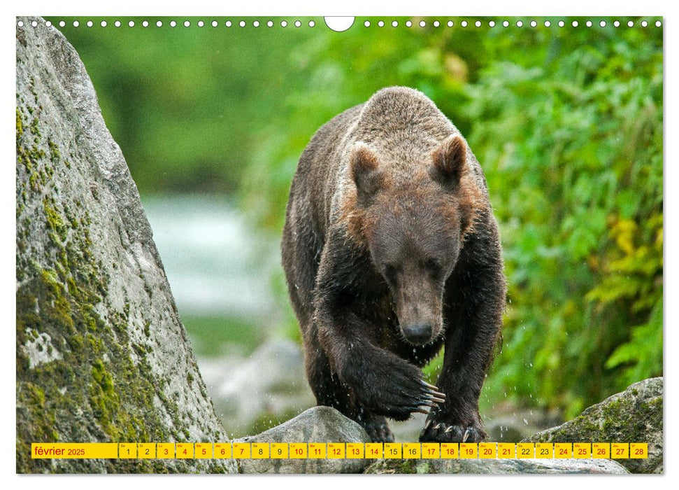 LE GRIZZLY de la Rivière Tatshenshini. Yukon (CALVENDO Calendrier mensuel 2025)