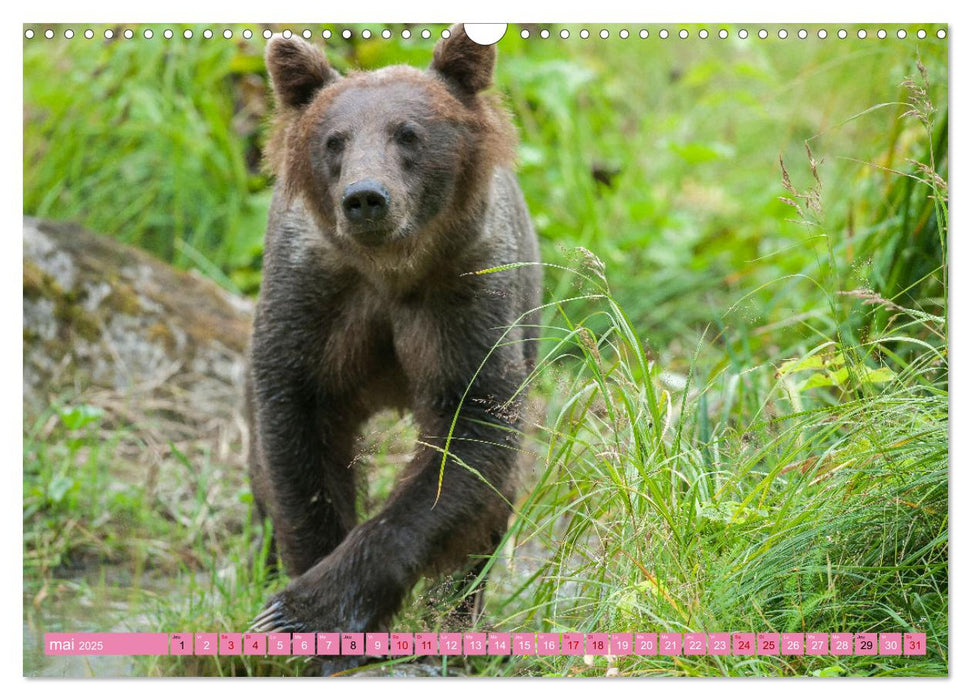 LE GRIZZLY de la Rivière Tatshenshini. Yukon (CALVENDO Calendrier mensuel 2025)