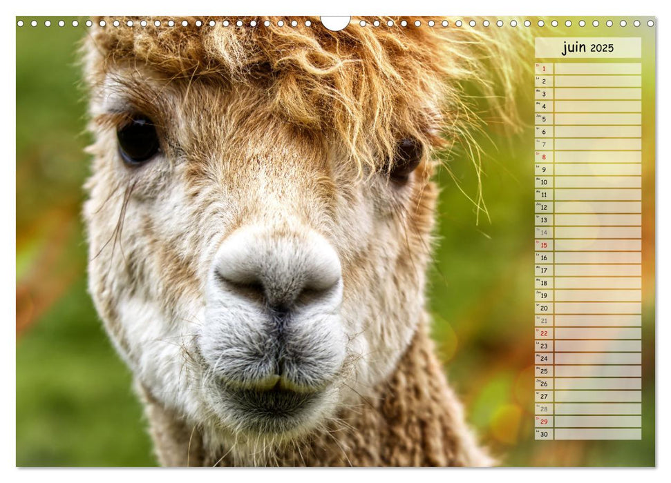 Alpagas, doudous aux coiffures sauvages (CALVENDO Calendrier mensuel 2025)