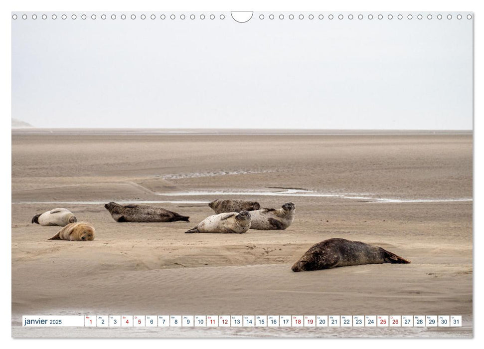 La côte picarde Le long des falaises (CALVENDO Calendrier mensuel 2025)