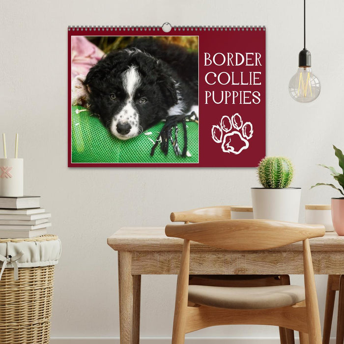 Border collie puppies (CALVENDO Calendrier mensuel 2025)