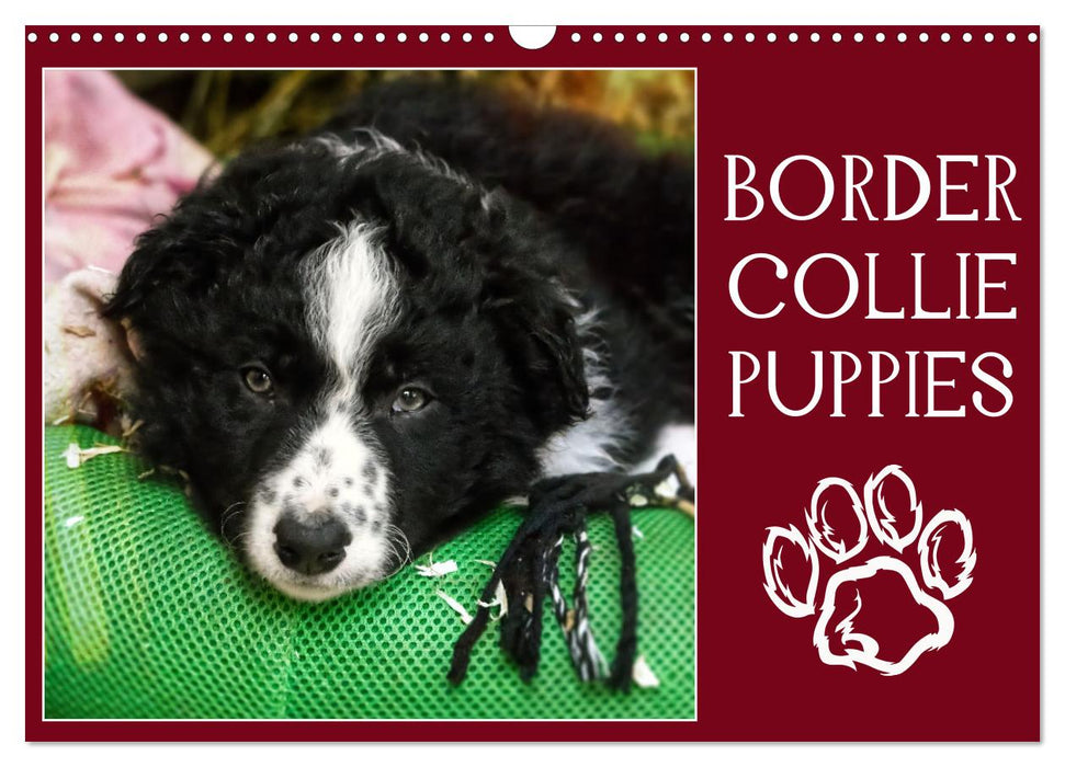 Border collie puppies (CALVENDO Calendrier mensuel 2025)