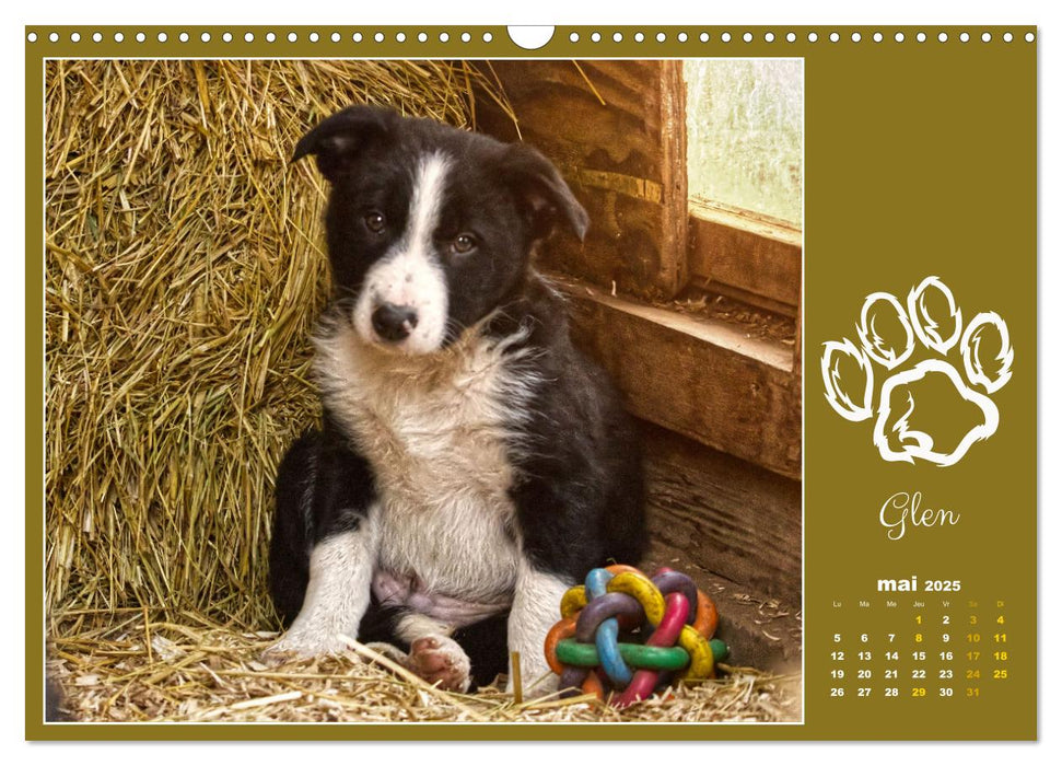 Border collie puppies (CALVENDO Calendrier mensuel 2025)