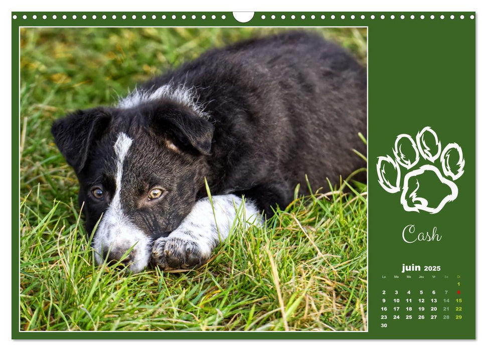 Border collie puppies (CALVENDO Calendrier mensuel 2025)