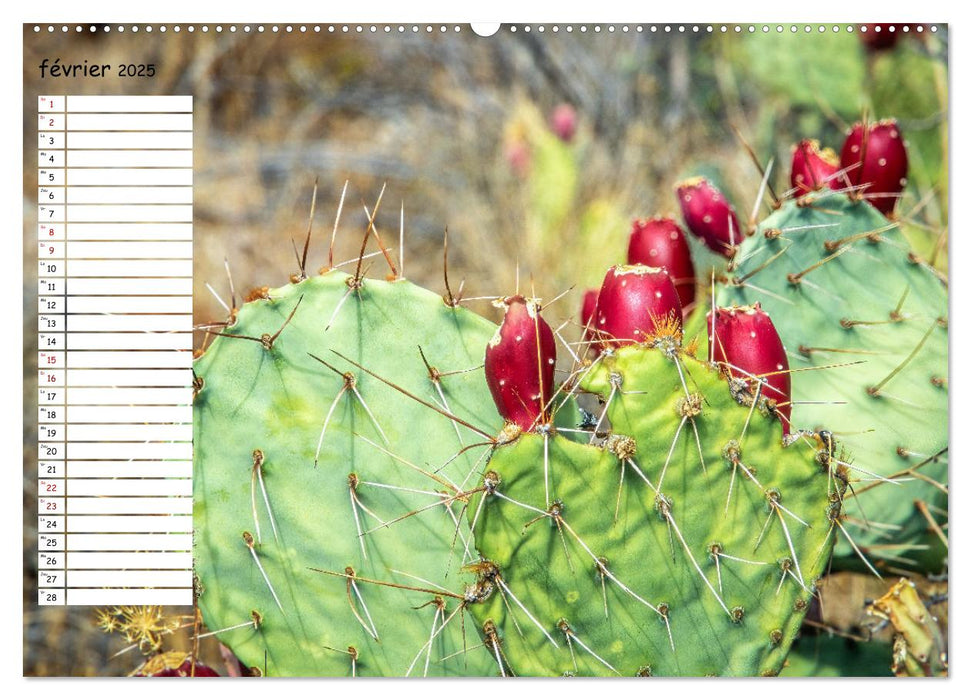 Arizona, une rencontre avec la nature (CALVENDO Calendrier mensuel 2025)