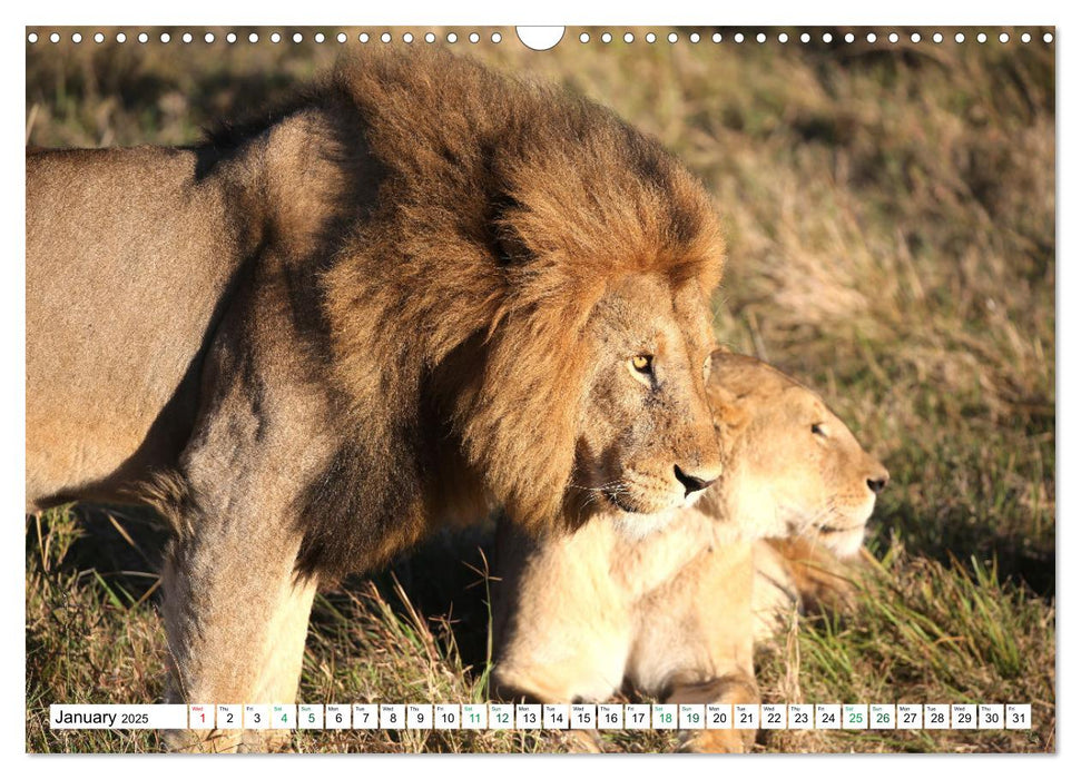 Simba Masai Mara Kenya Africa (CALVENDO Monthly Calendar 2025)