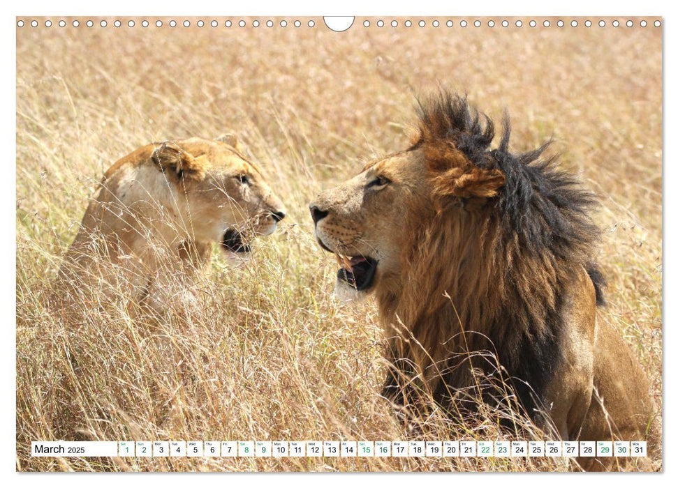 Simba Masai Mara Kenya Africa (CALVENDO Monthly Calendar 2025)