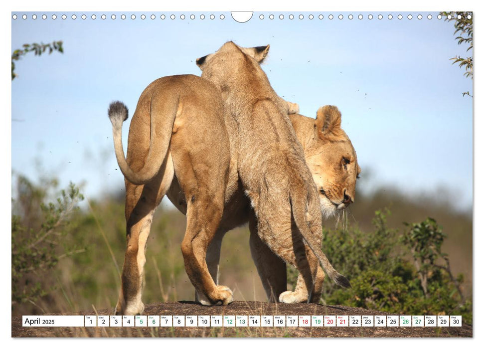 Simba Masai Mara Kenya Africa (CALVENDO Monthly Calendar 2025)