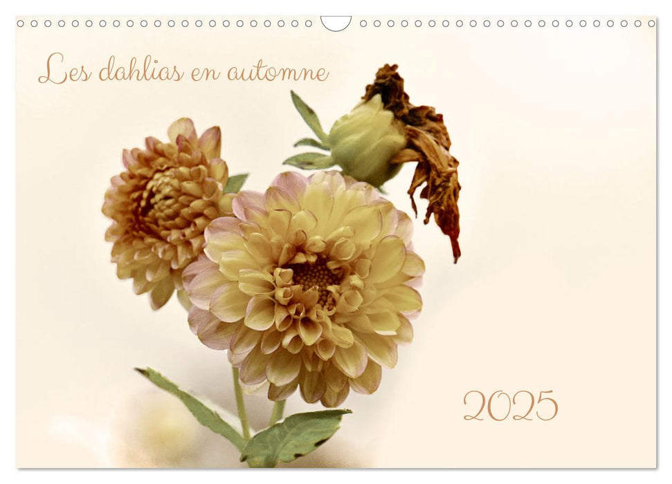 Les dahlias en automne (CALVENDO Calendrier mensuel 2025)