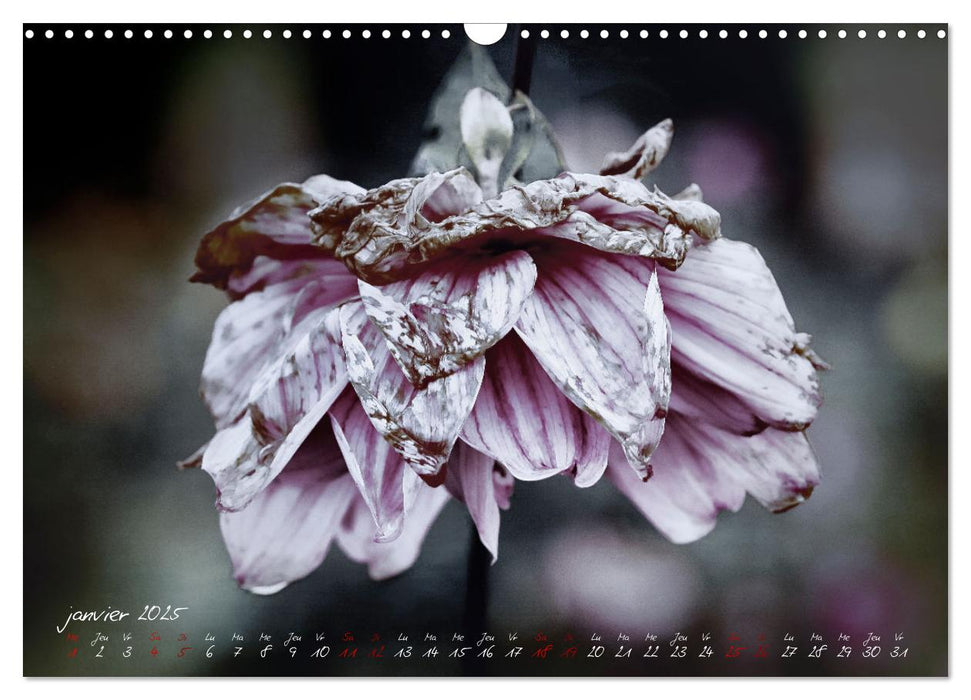 Les dahlias en automne (CALVENDO Calendrier mensuel 2025)