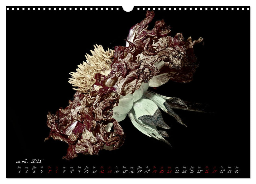 Les dahlias en automne (CALVENDO Calendrier mensuel 2025)