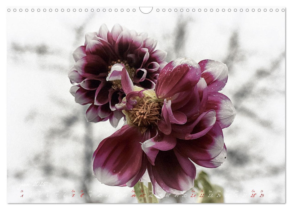 Les dahlias en automne (CALVENDO Calendrier mensuel 2025)