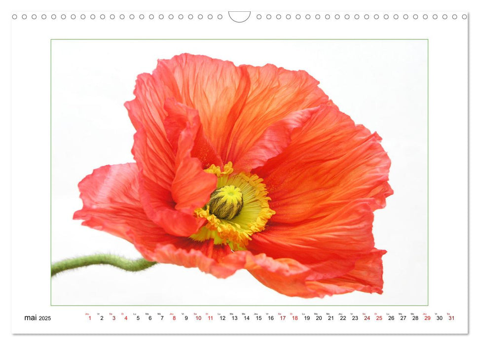 Portraits de coquelicots (CALVENDO Calendrier mensuel 2025)