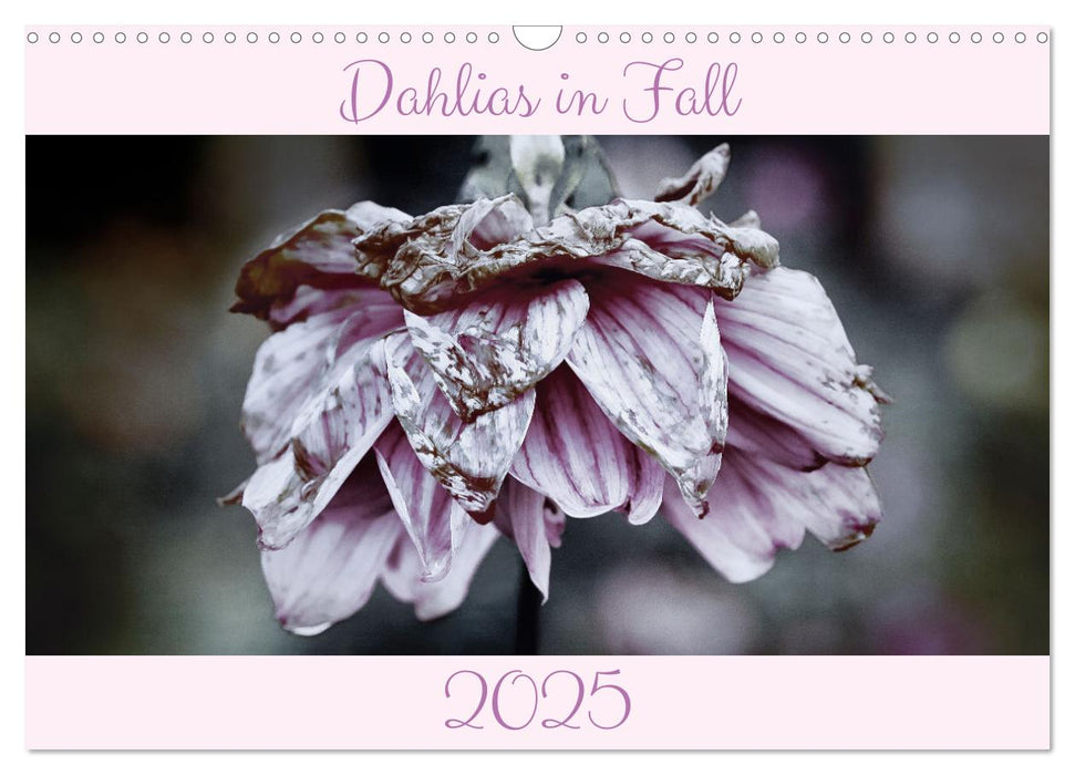 Dahlias in Fall (CALVENDO Monthly Calendar 2025)