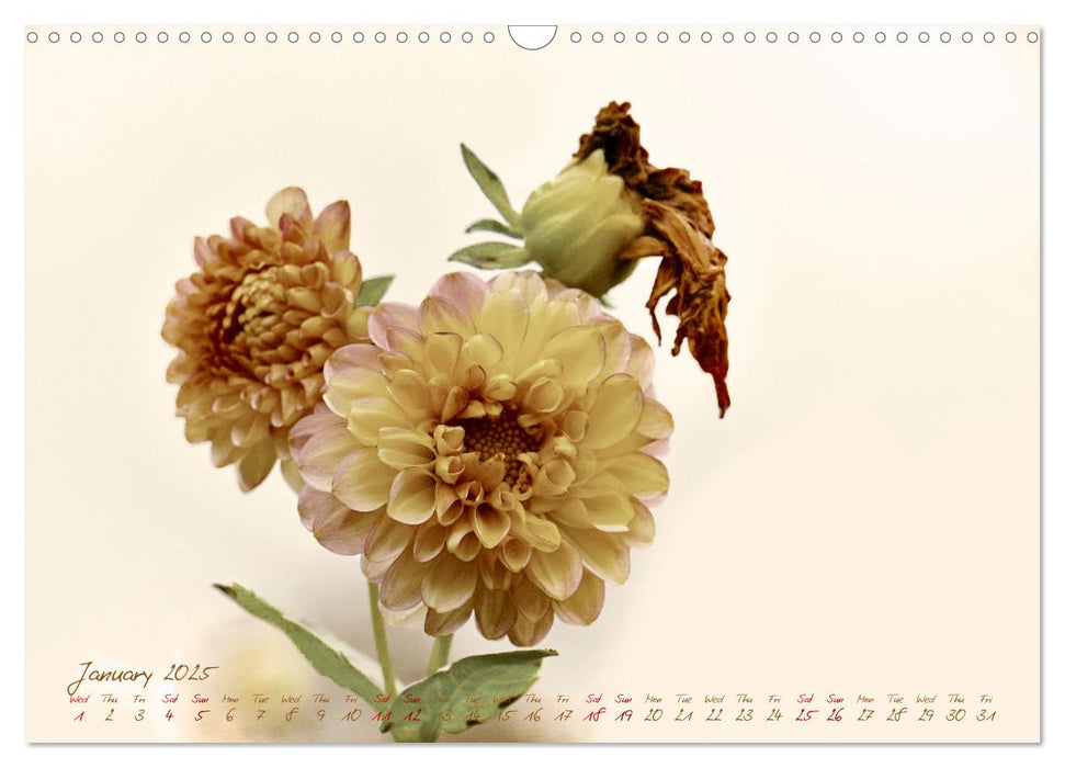 Dahlias in Fall (CALVENDO Monthly Calendar 2025)