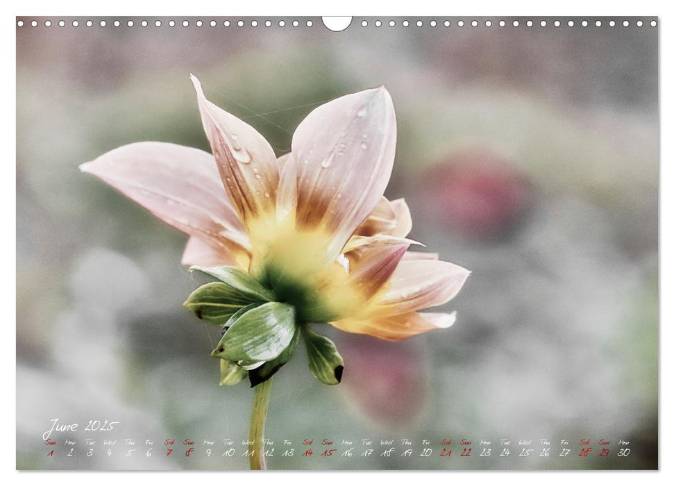 Dahlias in Fall (CALVENDO Monthly Calendar 2025)