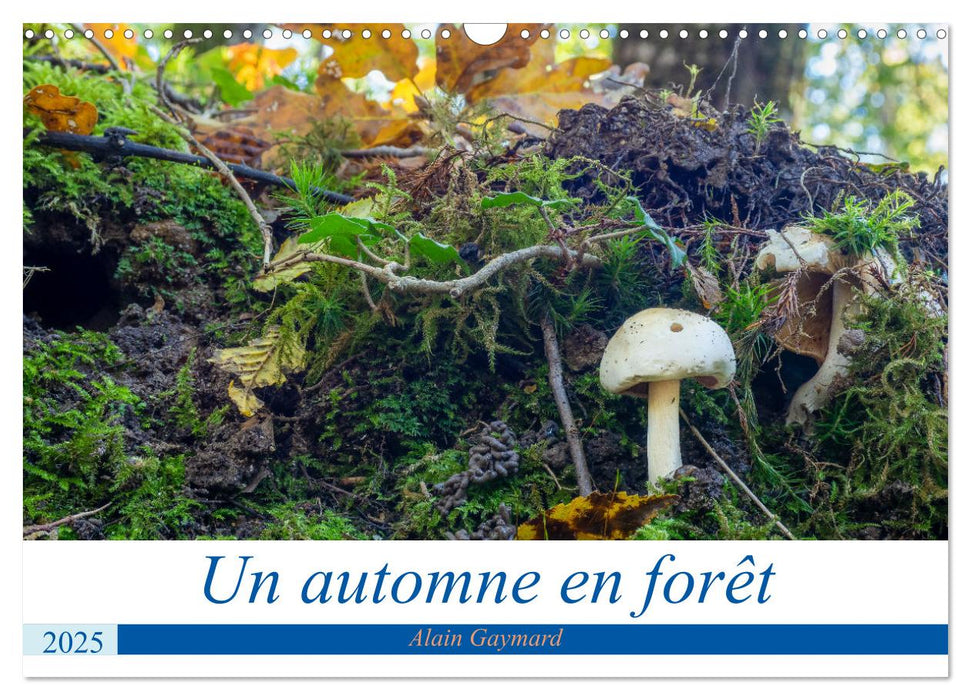 Un automne en forêt (CALVENDO Calendrier mensuel 2025)