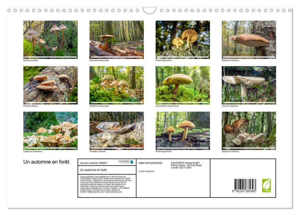 Un automne en forêt (CALVENDO Calendrier mensuel 2025)