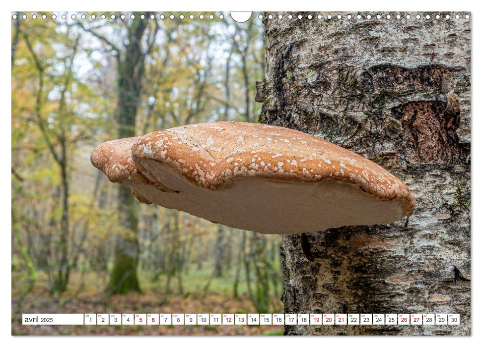 Un automne en forêt (CALVENDO Calendrier mensuel 2025)