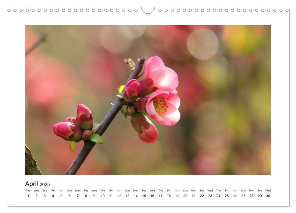 My place of desire, nature (CALVENDO Monthly Calendar 2025)