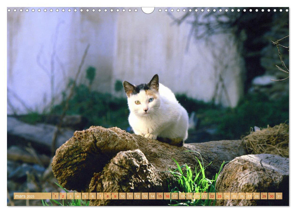 Chats - rencontres en route (CALVENDO Calendrier mensuel 2025)