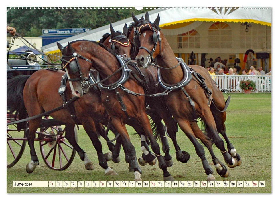 Four-in-hand Driving Challenge (CALVENDO Monthly Calendar 2025)