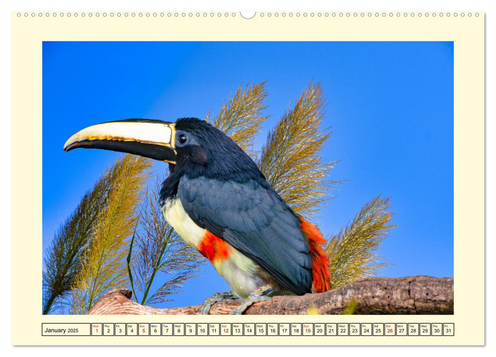 Toucans - clowns of the jungle (CALVENDO Monthly Calendar 2025)