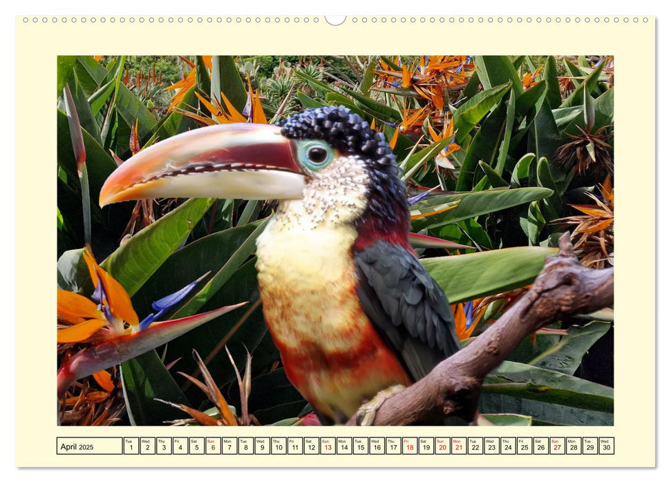 Toucans - clowns of the jungle (CALVENDO Monthly Calendar 2025)