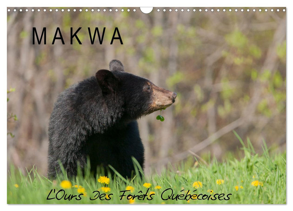 MAKWA L'Ours Des Forêts Québécoises (CALVENDO Calendrier mensuel 2025)