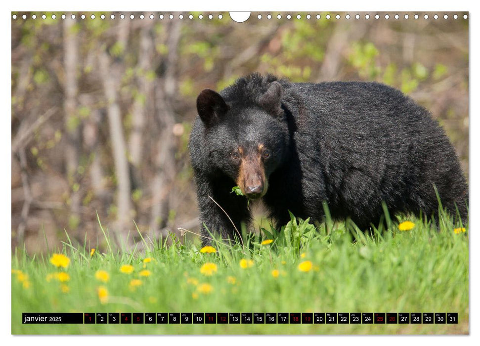 MAKWA L'Ours Des Forêts Québécoises (CALVENDO Calendrier mensuel 2025)