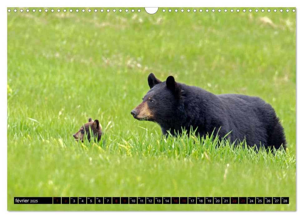 MAKWA L'Ours Des Forêts Québécoises (CALVENDO Calendrier mensuel 2025)