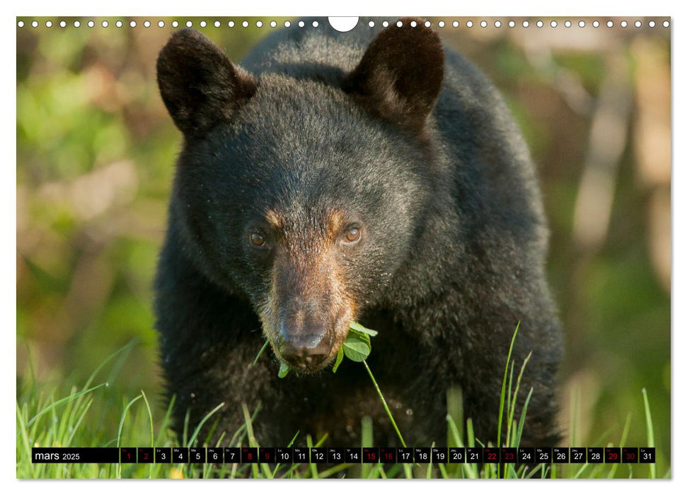 MAKWA L'Ours Des Forêts Québécoises (CALVENDO Calendrier mensuel 2025)