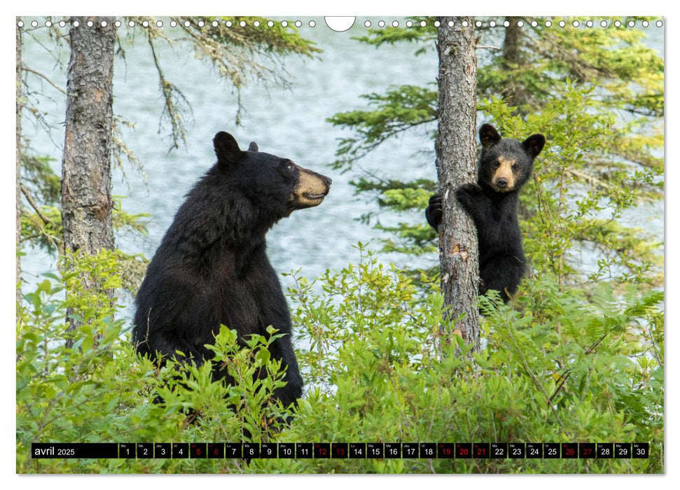 MAKWA L'Ours Des Forêts Québécoises (CALVENDO Calendrier mensuel 2025)