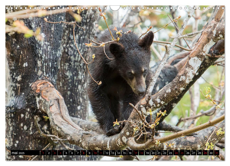 MAKWA L'Ours Des Forêts Québécoises (CALVENDO Calendrier mensuel 2025)