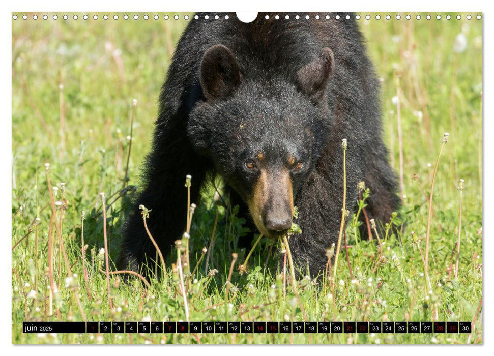 MAKWA L'Ours Des Forêts Québécoises (CALVENDO Calendrier mensuel 2025)