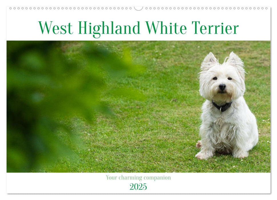 West Highland White Terrier - Your charming companion (CALVENDO Monthly Calendar 2025)