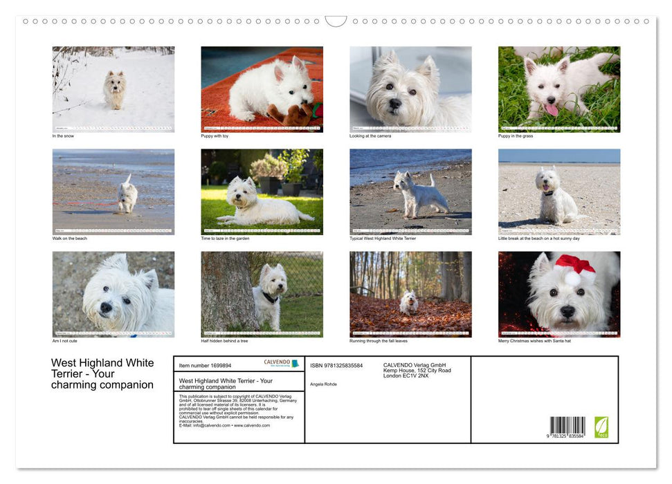 West Highland White Terrier - Your charming companion (CALVENDO Monthly Calendar 2025)