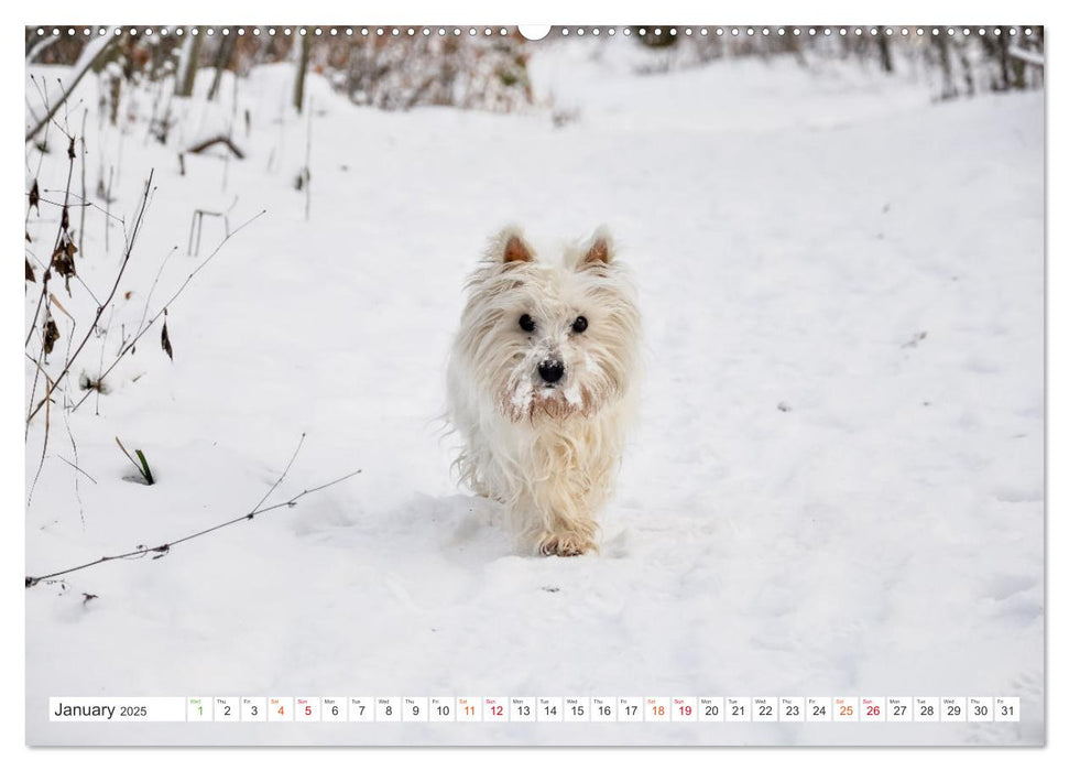 West Highland White Terrier - Your charming companion (CALVENDO Monthly Calendar 2025)