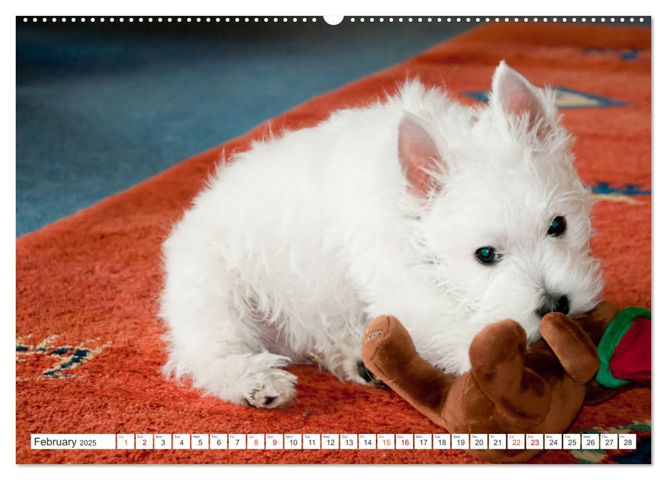 West Highland White Terrier - Your charming companion (CALVENDO Monthly Calendar 2025)